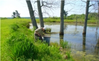Ian Tole working in the wetlands