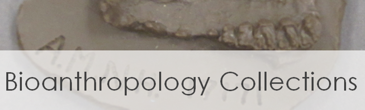 Link to Bioanthropology Collections