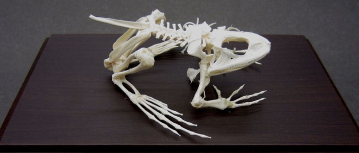 articulated and mounted frog skeleton