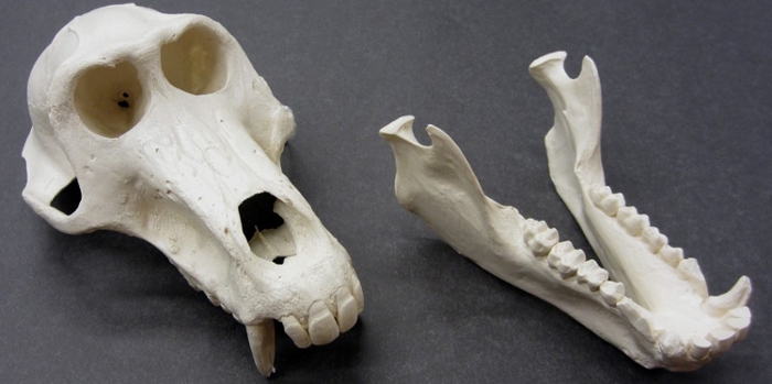 primate cranium and mandible