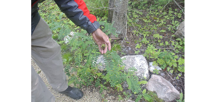 Person's hand touches plants at the edge of a walking trail.