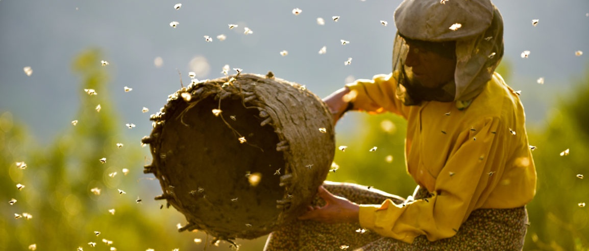 Sunlit outdoor meadow scene that focuses on a beekeeper crouched low to the ground as she releases a swarm of bees from a large woven basket. The beekeeper wears a hat and veil, yellow blouse and long patterned yellow skirt.