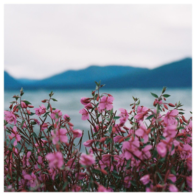 arctic wildflowers against the skyline