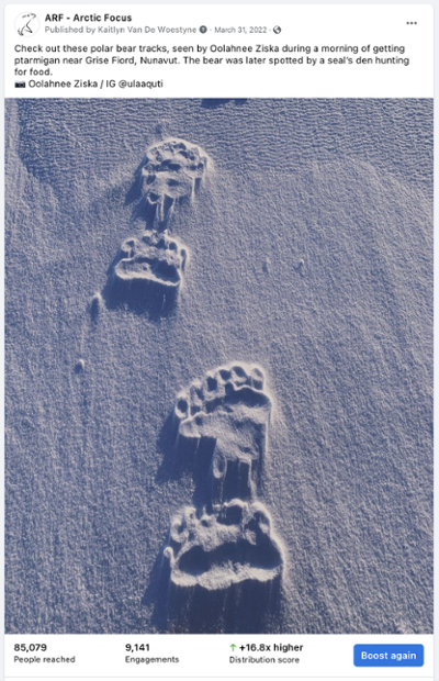 polar bear prints in snow