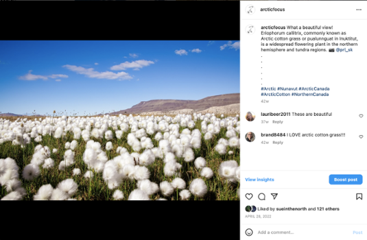 pualunnguat or arctic cotton grass