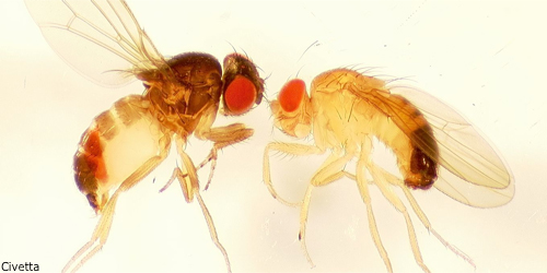 Drosophila fruit flies