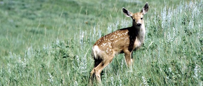 Deer in a field