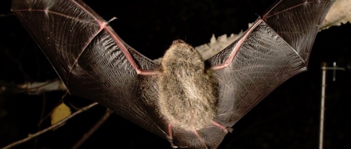 Bat