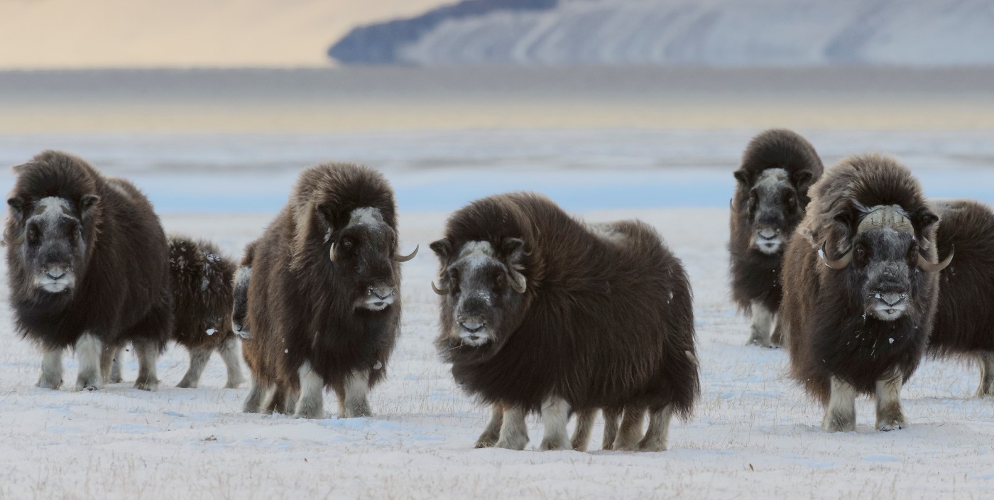 A group of muskox