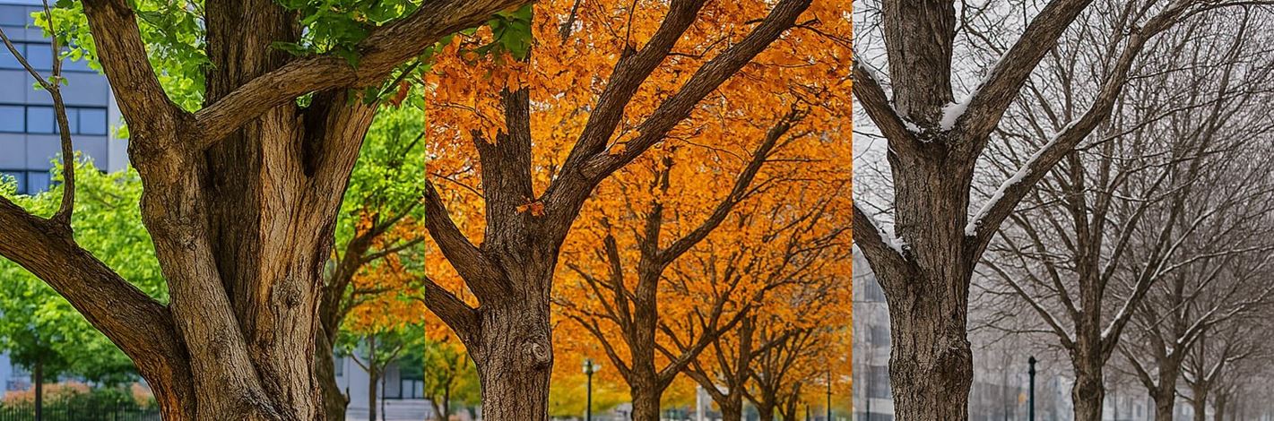 treesseasonal.jpg