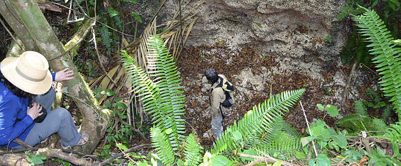 Shell midden Angie, Monkey Point, Caribbean coast of Nicaragua