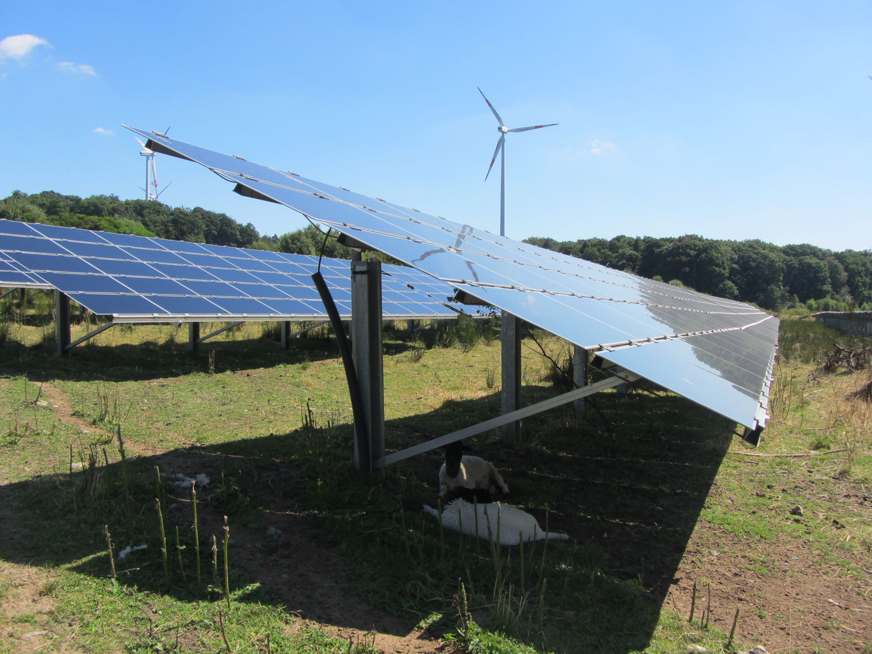 Two sheep rest in the shade under a solar panel, with windmills in the background.