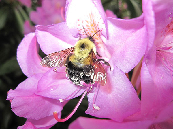 North American Honeybee