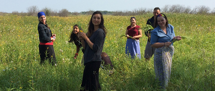 picking-sweetgrass.jpg