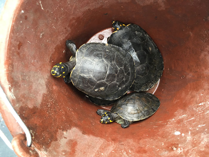 Charapas turtles