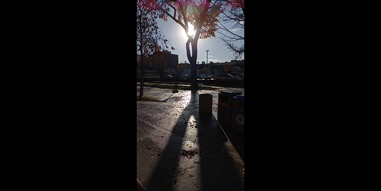 Strong shadow of a tree that is in front of a parking lot