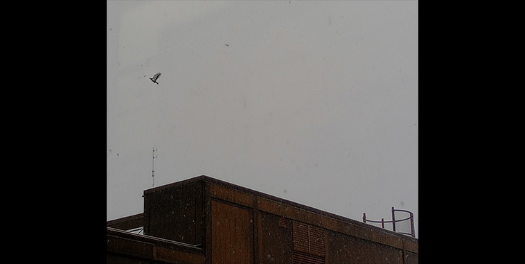 A pigeon in mid-flight in the snow with a brick building in the bottom half