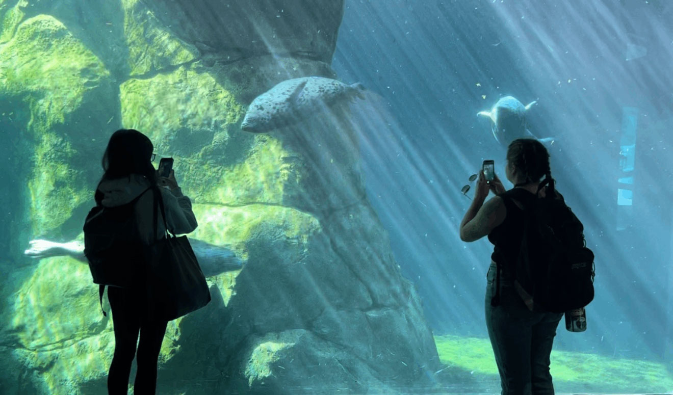Two silhouettes of people taking photos of seals in an aquarium tank.