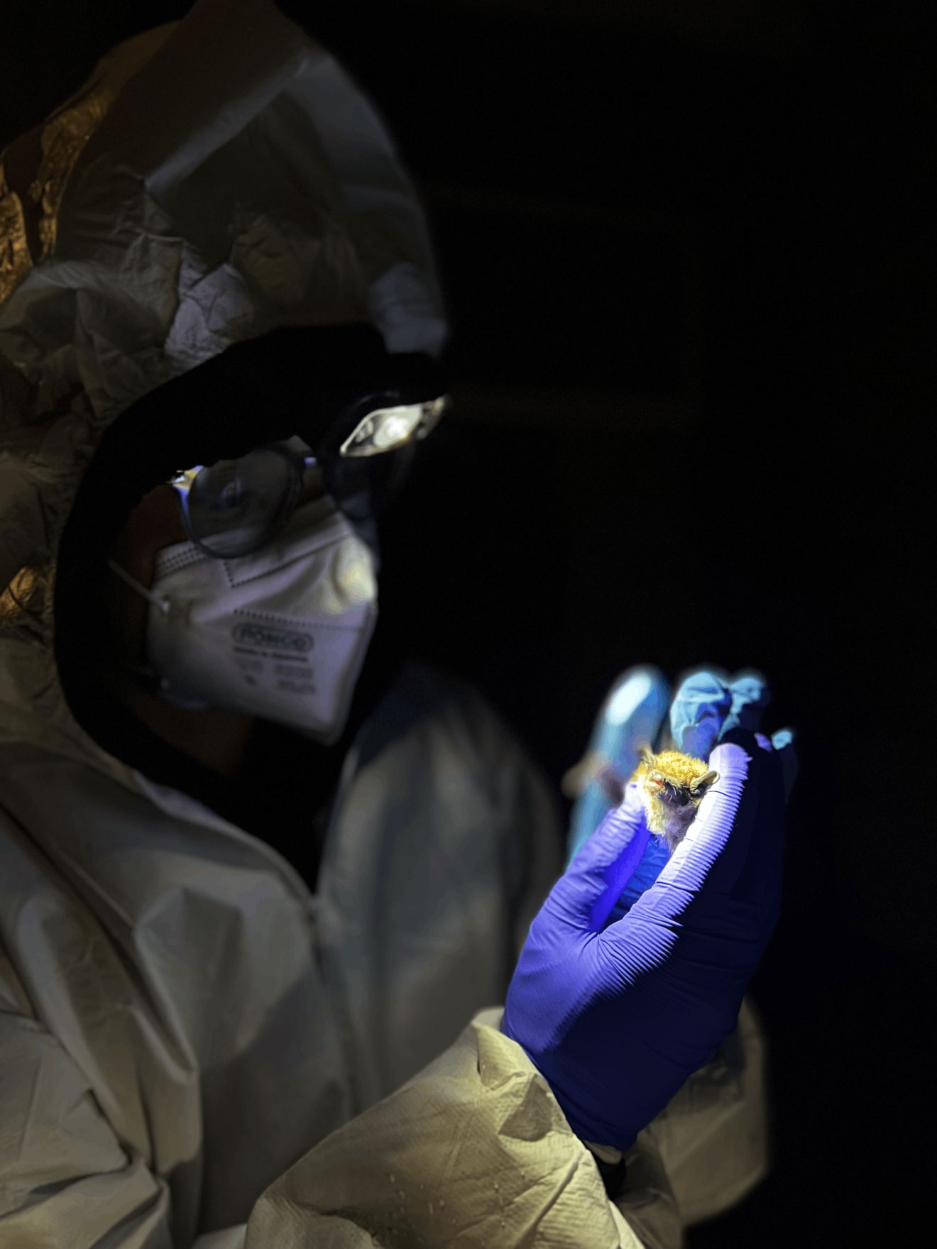 A person in a gowned suit with hood, mask, glasses and blue gloves holds a small bat.