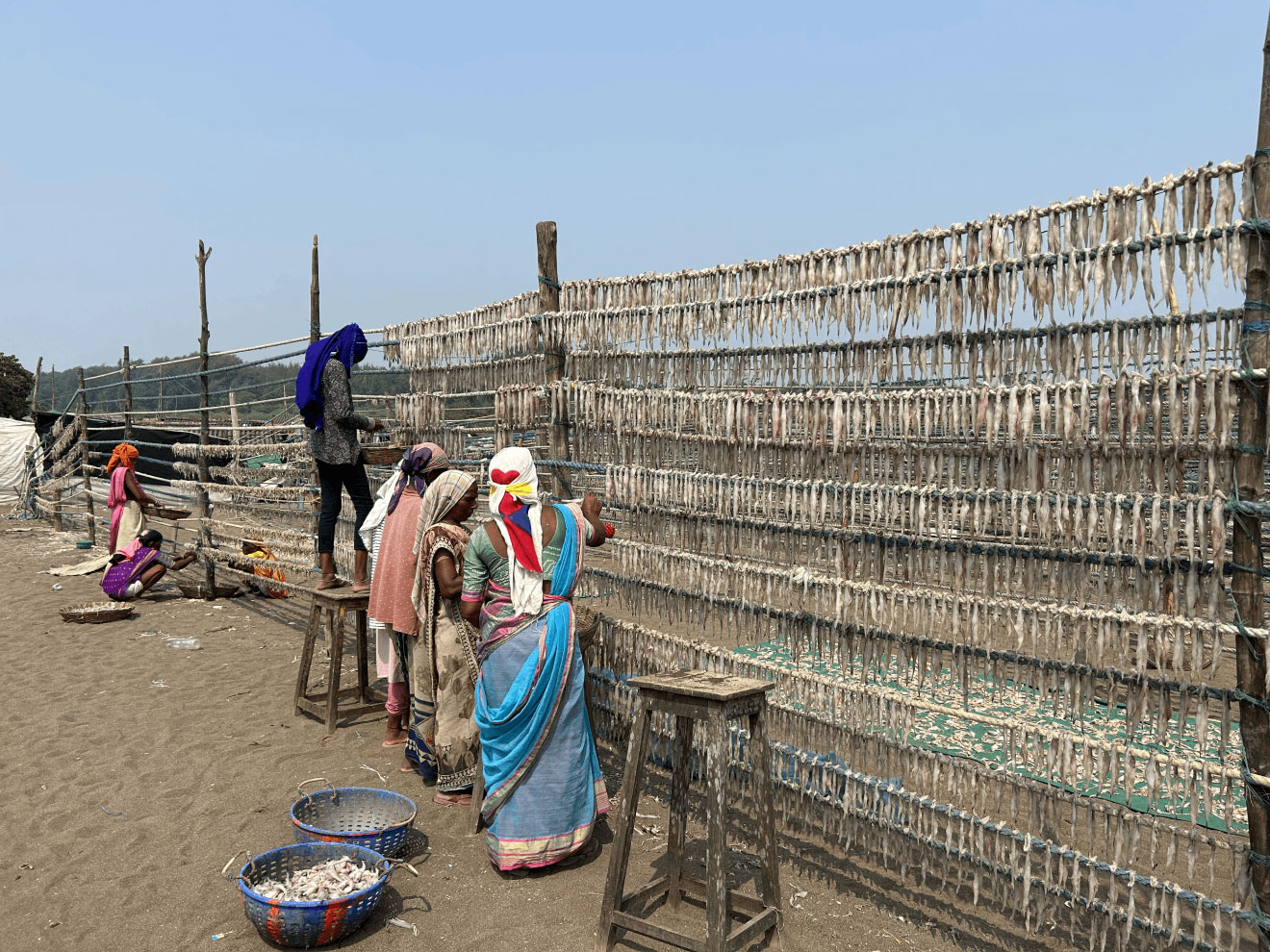 Five women standing at a tall rack which holds many rows of fish.