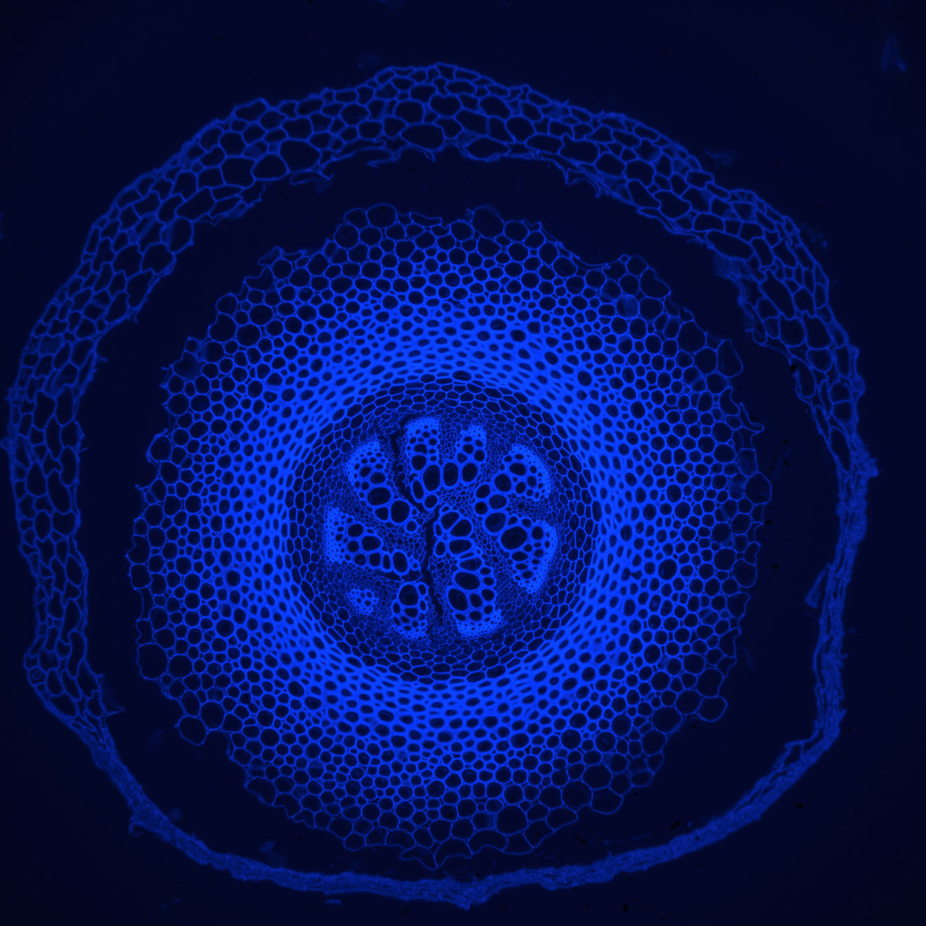 Blue circle with many cells inside forming different patterns. Background is black.