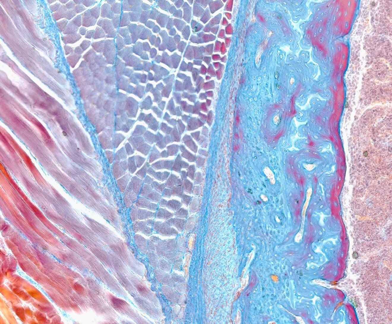 The microscopic image displays a stained section of a joint consisting of connective tissues and bone, which have taken on red, blue, and purple tones