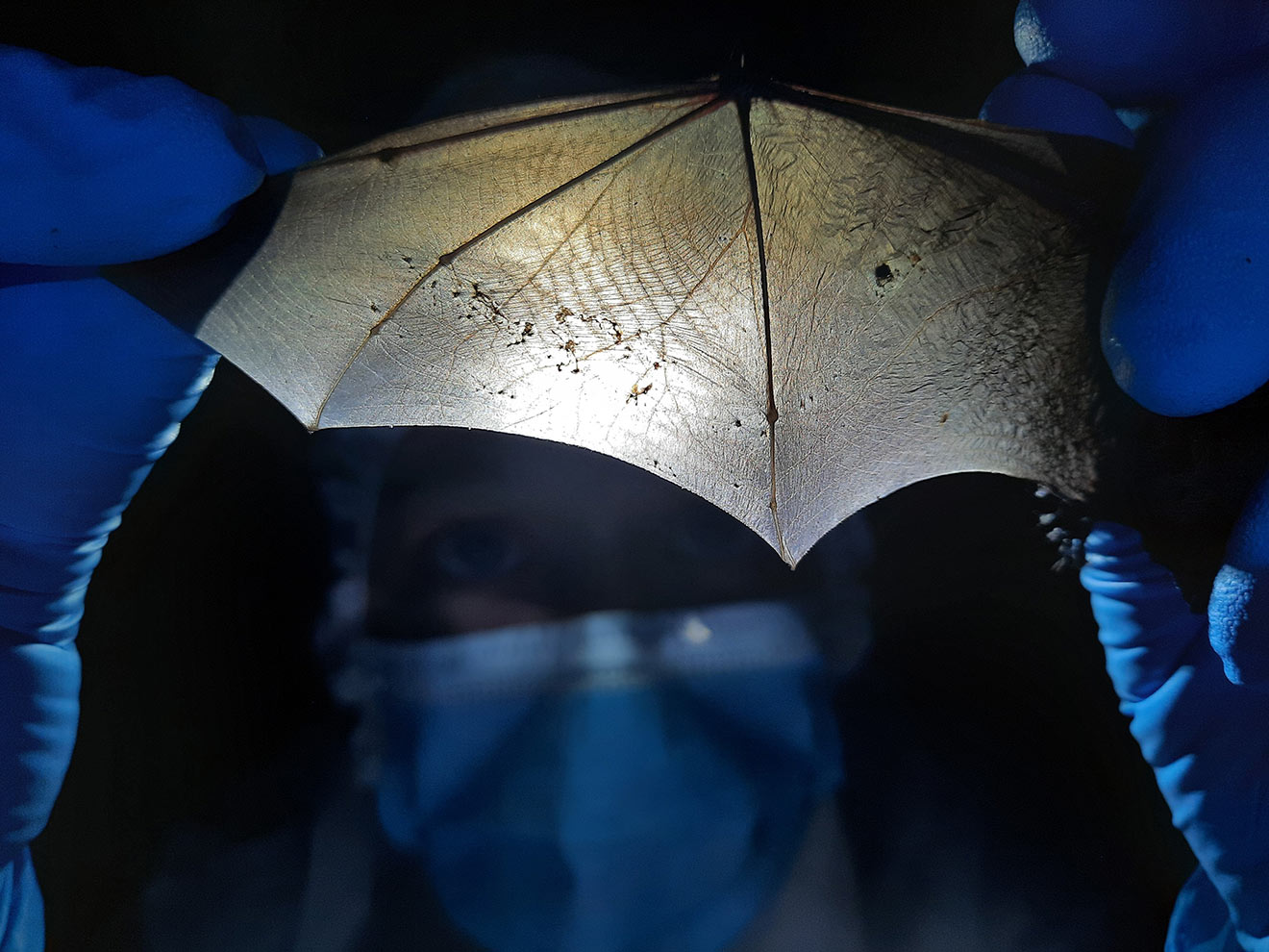 A biologist wearing a face mask and gloves is stretching out and inspecting the right wing of a little brown bat.