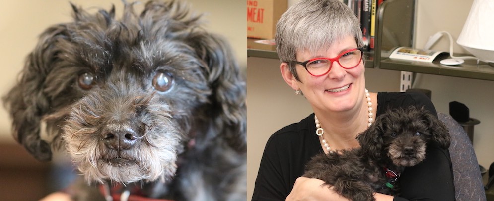 Dr. Janis Thiessen and her Schnoodle Hobs