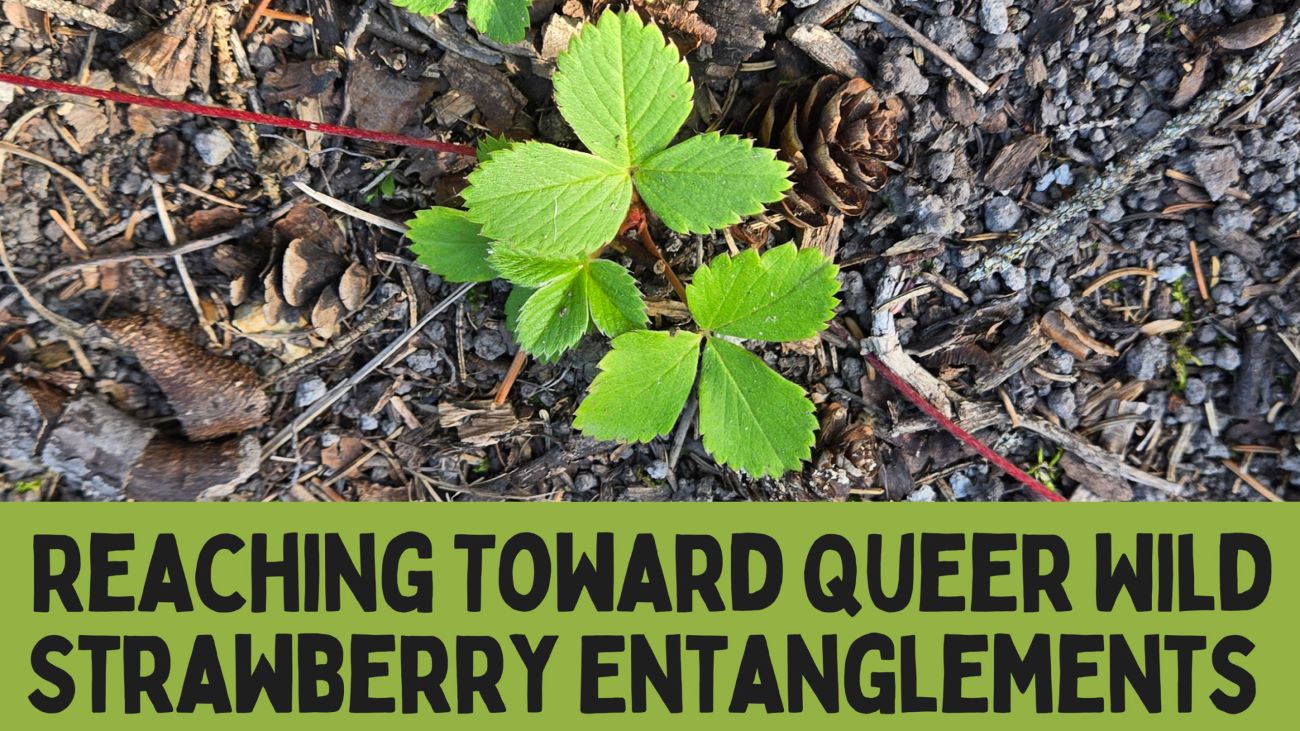 wild strawberries and text: Reaching Toward Queer Wild Strawberry Entanglements